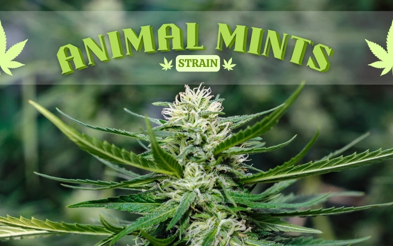 Animal Mints Strain