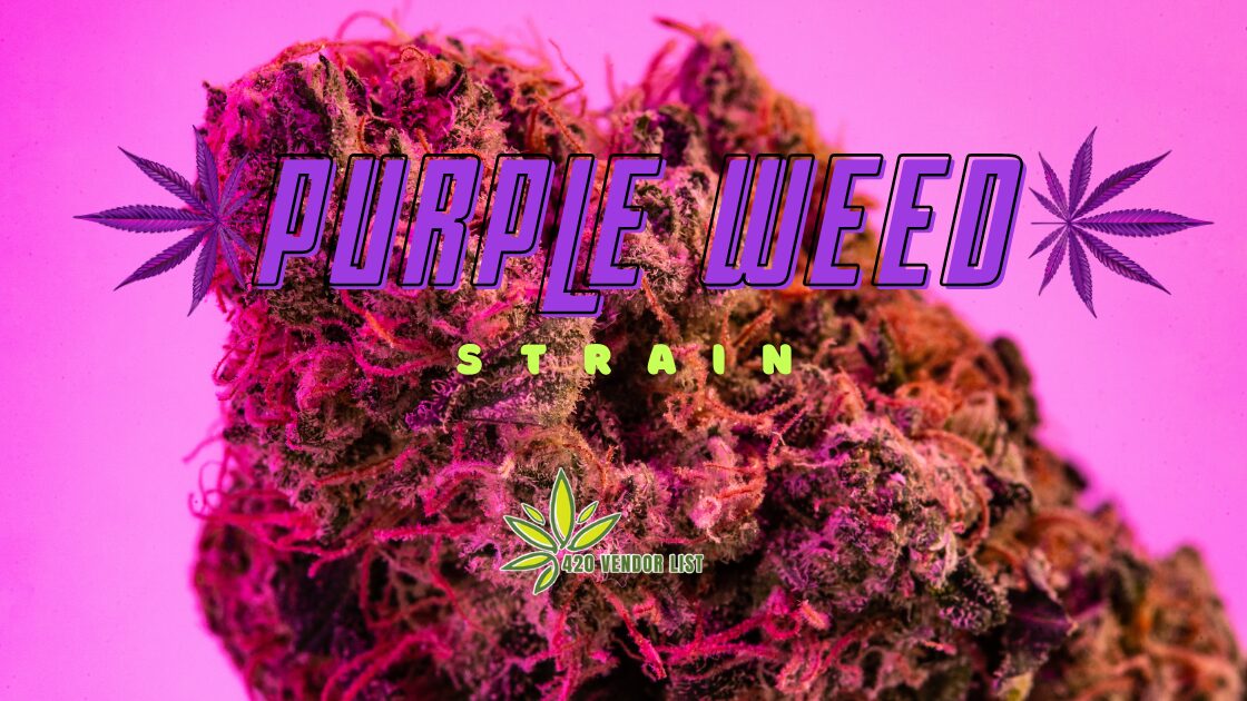 The A-Z of Purple Weed Strains