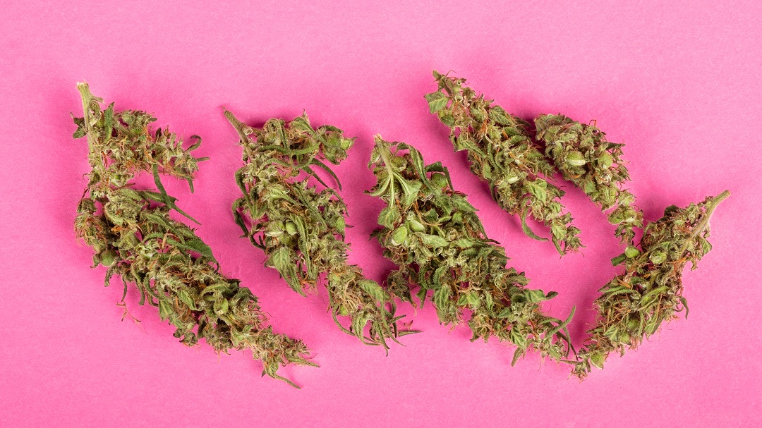 Strain Review: Exploring Cannabis through Gums Dispensary