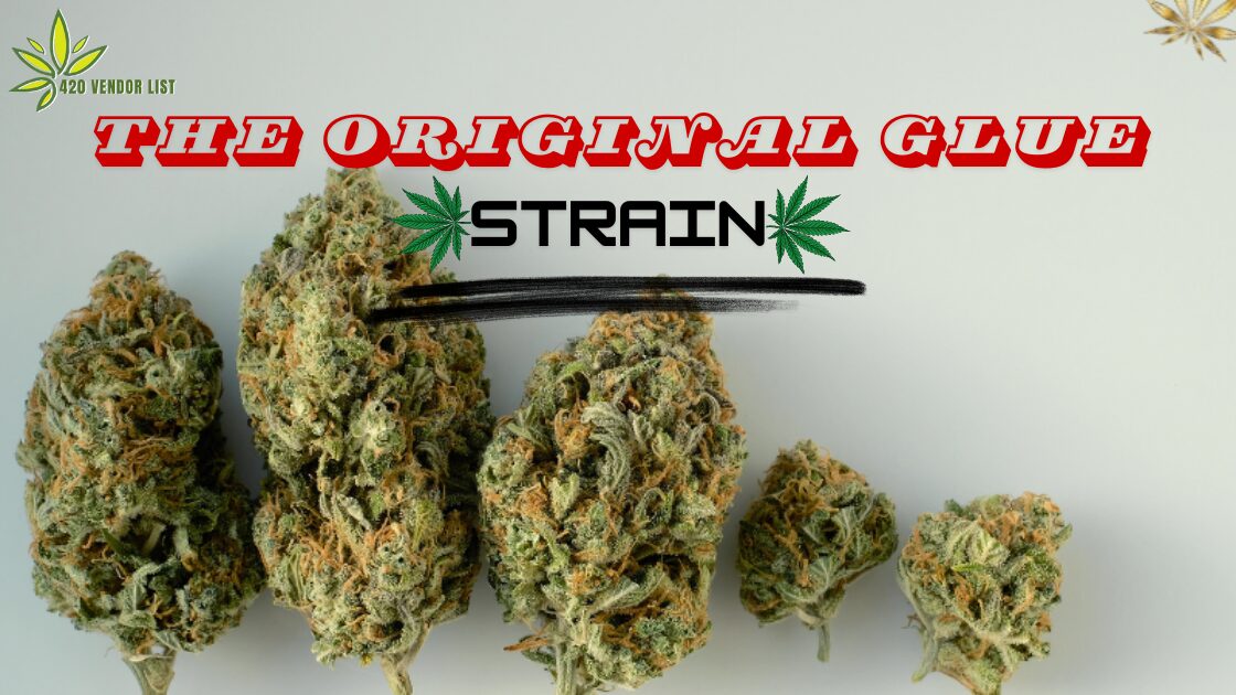 Read This Before You Try The Original Glue Strain