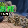 berry-pie-strain-a-cookies-and-seed-junkie-genetics-collab