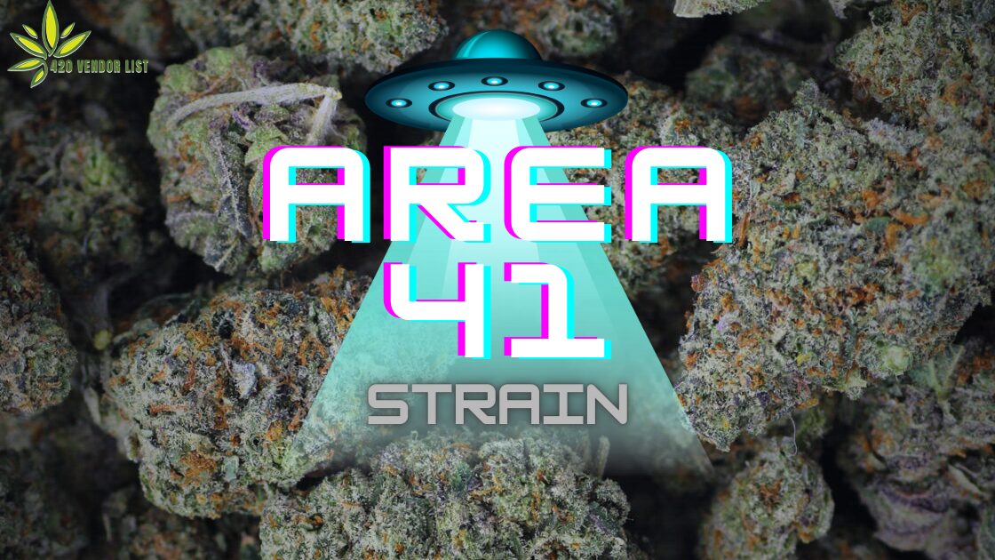 Area 41 Strain: Anytime and Anywhere