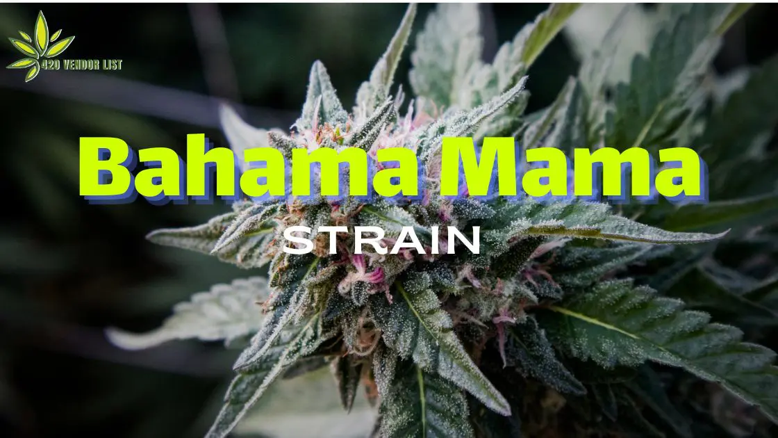 Bahama Mama Strain