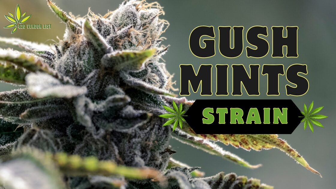 Gush Mints Strain: Unleashing the Cool and Refreshing High of Cannabis Delight