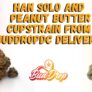a-review-of-han-solo-strain-and-peanut-butter-cup-strain-from-buddropdc-delivery