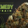 the-remedy-strain-everything-you-need-to-know-pros-cons