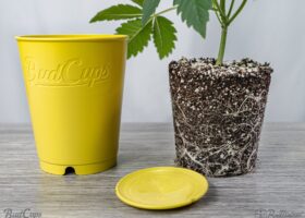 Discover 7 Amazing Benefits of Hydroponic Growing Cups Transforming Urban Agriculture and Boosting Vertical Farming Efficiency
