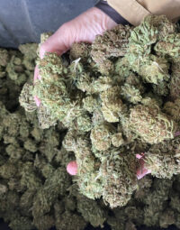 5oz Fresh Trim Exotic+ 1 disposable + 5 infused prerolls. $650