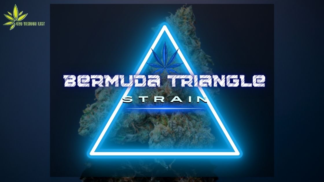Bermuda Triangle Strain Review