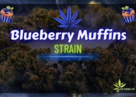 Blueberry Muffins strain