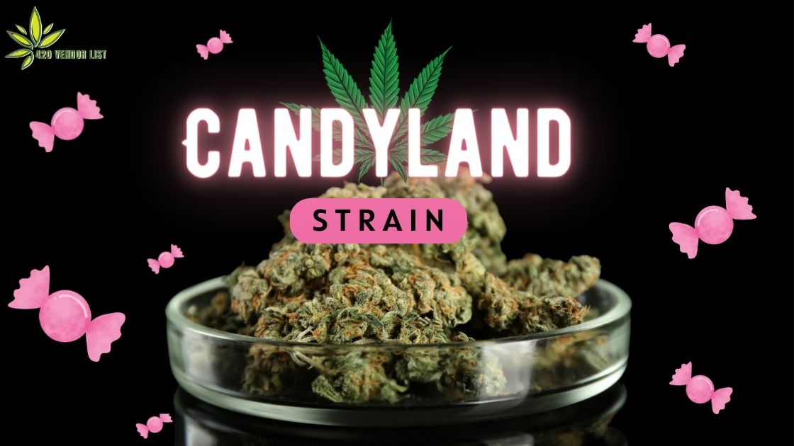 Candyland Strain Review: Is It Worth It?