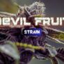 devil-fruit-strain-is-it-worth-it