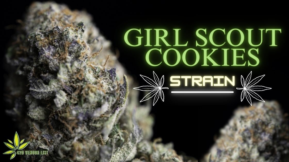 Girl Scout Cookies Strain: A Blissful Journey to Euphoria