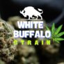 discover-the-magic-of-white-buffalo-strain-a-potent-cannabis-treasure
