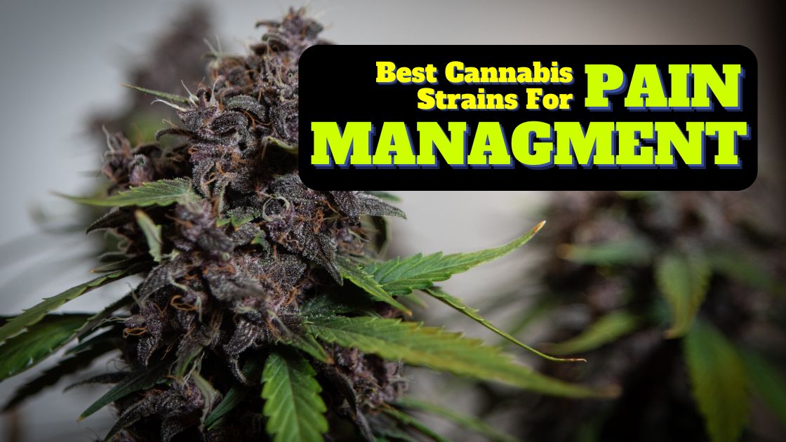 Best Cannabis Strains for Pain Management