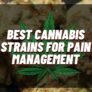 best-cannabis-strains-for-pain-management