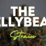 everything-you-need-to-know-about-the-jillybean-strain