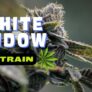 white-widow-strain-unveiled-delve-into-the-legendary-cannabis-classic