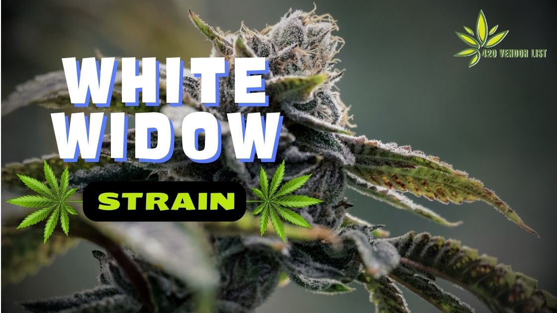 white widow strain