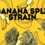 why-is-the-banana-split-strain-so-unique