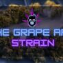 how-good-is-the-grape-ape-strain