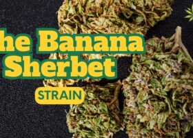 The Banana Sherbet Strain