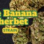 guide-to-the-banana-sherbet-strain