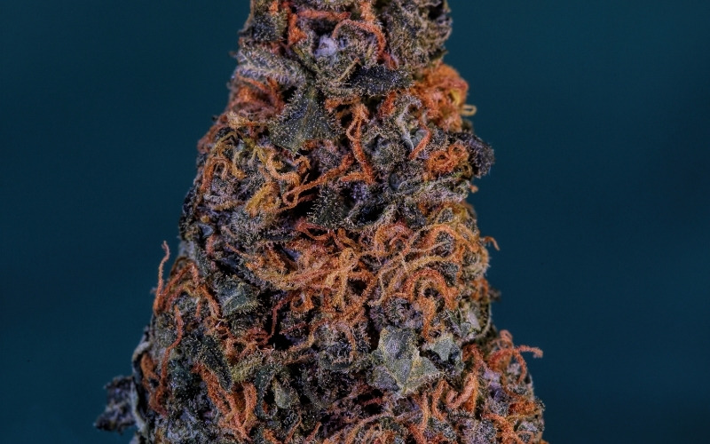 Black Cherry Cheesecake Strain