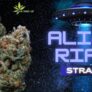 blast-off-with-the-alien-rift-strain