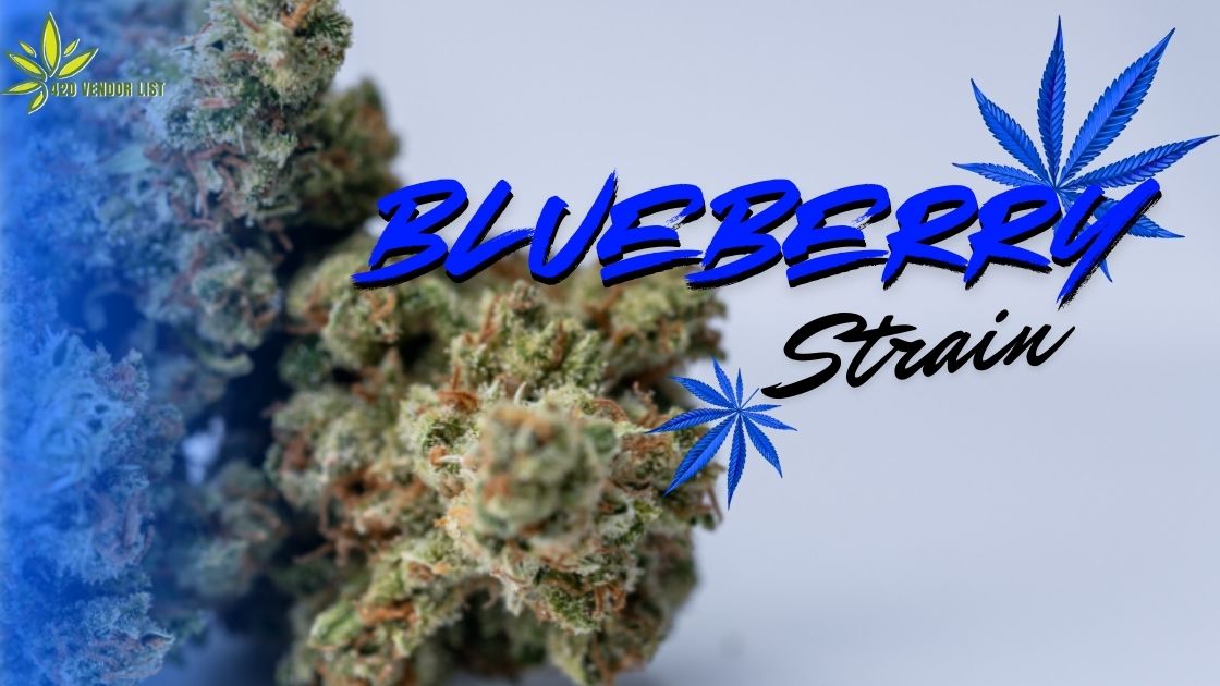 Blueberry Strain Chronicles: Genetics, Effects, and Cannabis Culture