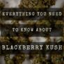 everything-you-need-to-know-about-blackberry-kush