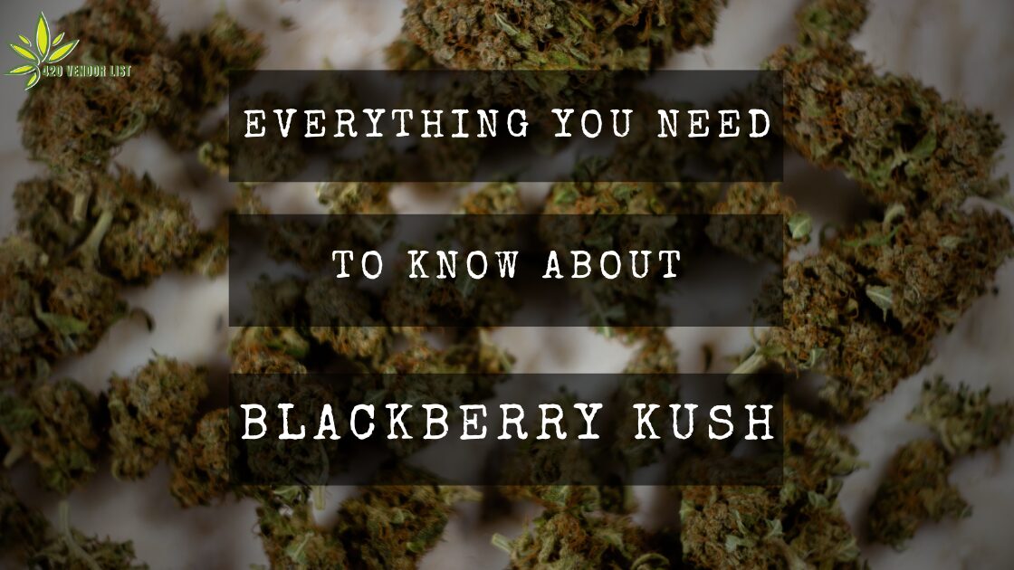 Everything You Need To Know About Blackberry Kush