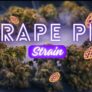 grape-pie-strain-review-is-it-worth-it