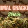 how-does-animal-crackers-strain-stand-out