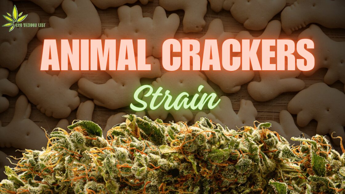 How Does Animal Crackers Strain Stand Out?