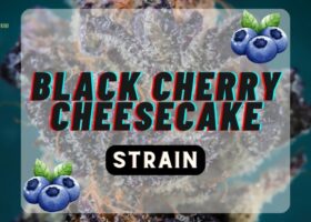 Black Cherry Cheesecake Strain