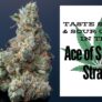 taste-sweet-sour-candy-in-the-ace-of-spades-strain