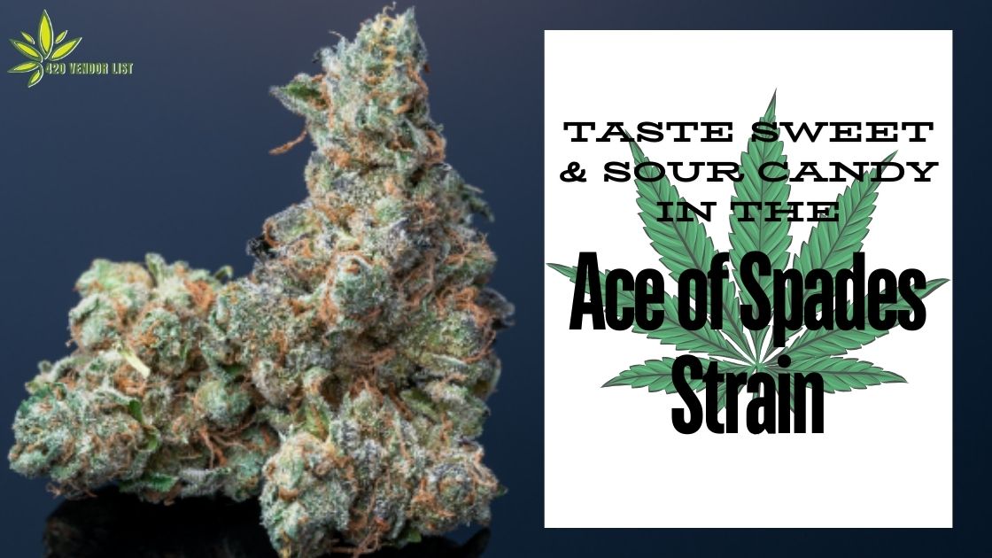 Ace of Spades Strain