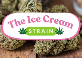 The Ice Cream Cake Strain