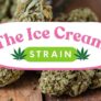 the-ice-cream-cake-strain-a-sugary-dream-is-it-worth-a-try