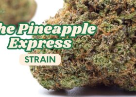 The Pineapple Express Strain