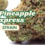 the-pineapple-express-strain-more-than-the-movie-is-it-worth-a-try