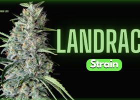 Landrace Strain