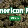 american-pie-strain-a-must-try-for-novices