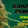 banana-punch-strain-is-it-worth-it