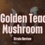 everything-you-need-to-know-about-the-golden-teacher-mushroom