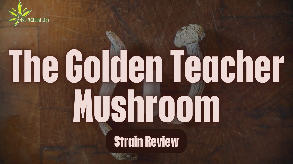 The Golden Teacher Mushroom