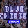 how-good-is-the-blue-cheese-strain