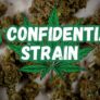 the-ultimate-guide-to-la-confidential-strain-exploring-its-many-benefits