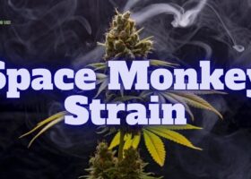 Space Monkey Strain